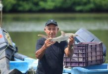 Imponen prohibiciones temporales de pesca para tiburones, pargos y bagres en el atlántico Pescador en el Atlántico de Guatemala sosteniendo un tiburón. Foto La Hora: MAGA