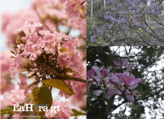Jacarandas y Matilisguates