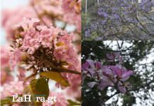 Jacarandas y Matilisguates: datos curiosos, cuidados y donde verlos en la Ciudad de Guatemala Jacarandas y Matilisguates