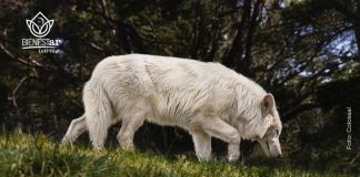 Lobo huargo
