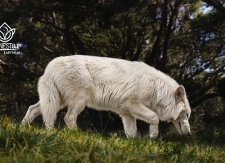 Lobo huargo