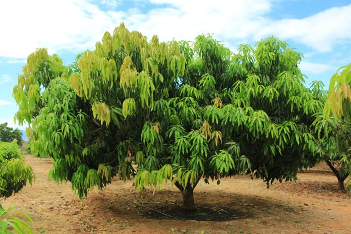 Mango guatemalteco en Estados Unidos, autoridades visitan APHIS para resolver ruta de exportación