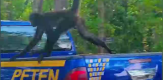 La Policía Nacional Civil (PNC), compartió un inesperado encuentro con un pequeño mono araña que se balanceaba por la zona donde agentes se encontraban.