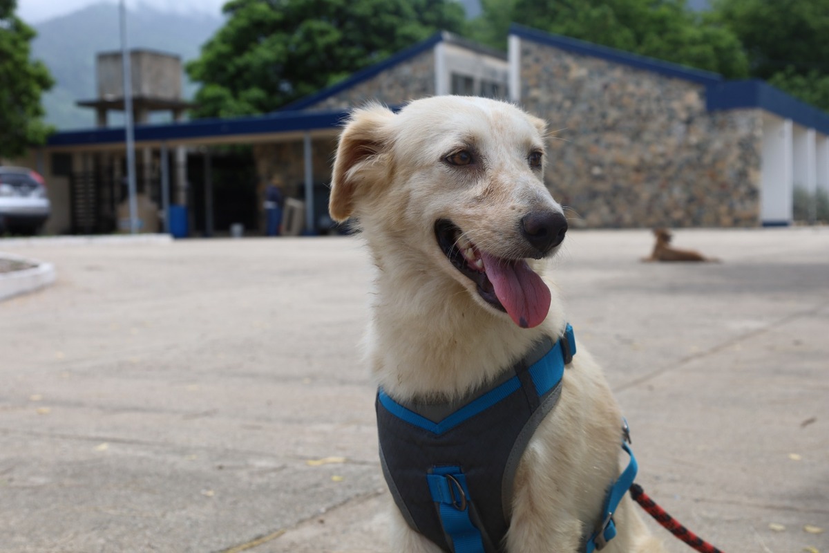 Protege a tus mascotas del gusano barrenador con estas recomendaciones