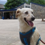 Como parte de las acciones para la prevención de casos del Gusano Barrenador del Ganado (GBG), autoridades han dado a conocer que esta puede afectar a las mascotas