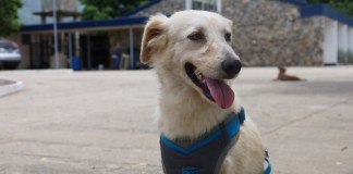 Como parte de las acciones para la prevención de casos del Gusano Barrenador del Ganado (GBG), autoridades han dado a conocer que esta puede afectar a las mascotas