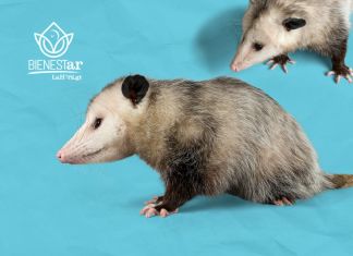 La Zarigüeya es una especie silvestre que por su apariencia es víctima de maltrato por parte de los humanos, conoce aquí más sobre esta especie.