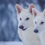 Una empresa logra un hito histórico al "desextinguir" a los lobos terribles, una especie que desapareció hace más de 10,000 años