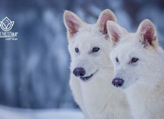 Una empresa logra un hito histórico al "desextinguir" a los lobos terribles, una especie que desapareció hace más de 10,000 años