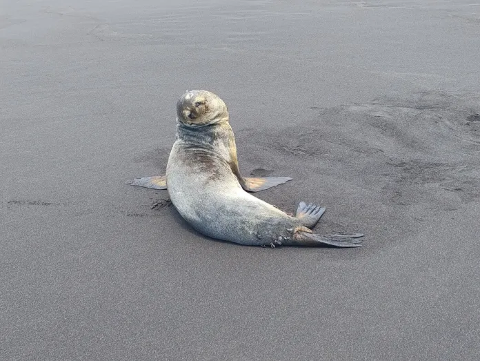 León marino sale a descansar en la playa La Barrita, puerto San José. Foto La Hora / CONAP