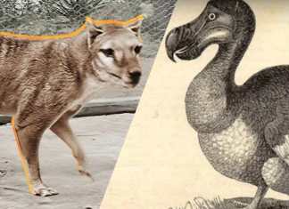 pájaro dodo y al tigre de Tasmania.