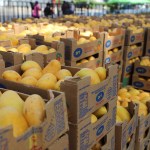 ¡Prepárate! para disfrutar del Festival del Mango con las mejores variedades de exportación