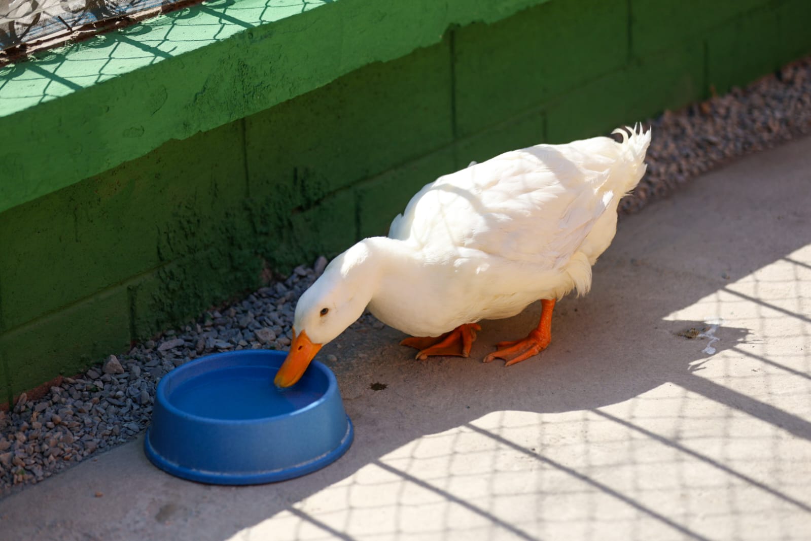 patos