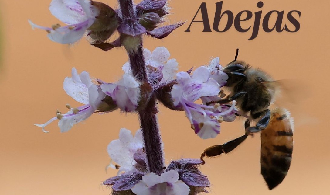Abejas en Guatemala: Las criaturas que producen una cucharada y media de miel en toda su vida