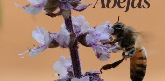 Abejas en Guatemala: Las criaturas que producen una cuchara y media de miel en toda su vida