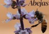Abejas en Guatemala: Las criaturas que producen una cuchara y media de miel en toda su vida