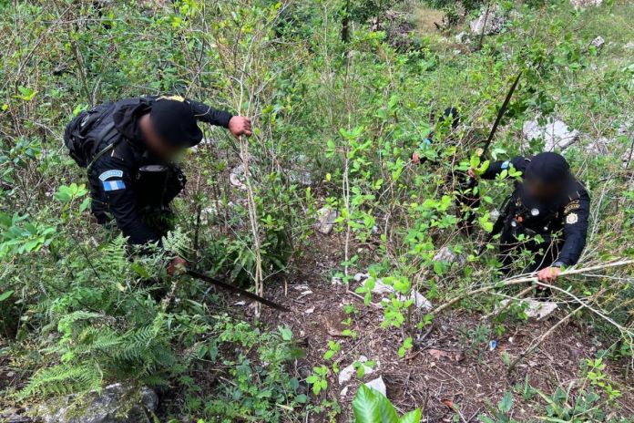 Agentes antinarcóticos erradicando arbustos de hoja de coca en Petén. Foto La Hora: PNC