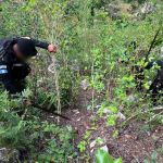 Agentes antinarcóticos erradicando arbustos de hoja de coca en Petén. Foto La Hora: PNC