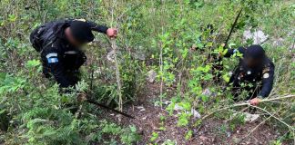 Agentes antinarcóticos erradicando arbustos de hoja de coca en Petén. Foto La Hora: PNC