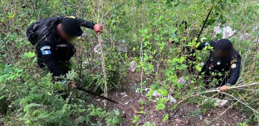 Agentes antinarcóticos erradicando arbustos de hoja de coca en Petén. Foto La Hora: PNC