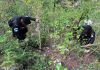 Agentes antinarcóticos erradicando arbustos de hoja de coca en Petén. Foto La Hora: PNC