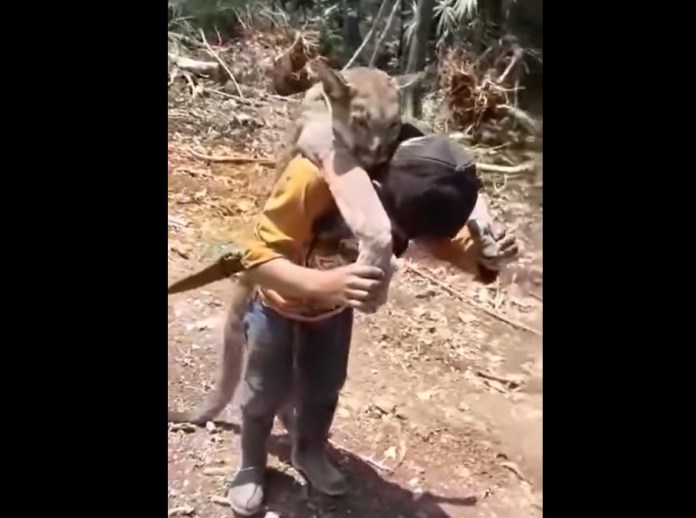 CONAP presenta denuncia por cacería ilegal tras video de un hombre cargando el cadáver de un puma