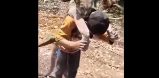 CONAP presenta denuncia por cacería ilegal tras video de un hombre cargando el cadáver de un puma
