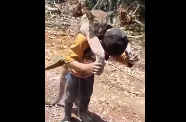 CONAP presenta denuncia por cacería ilegal tras video de un hombre cargando el cadáver de un puma