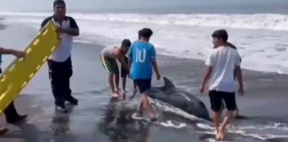 VIDEO: delfín es auxiliado por CONAP, pescadores y Bomberos Voluntarios en las playas de Champerico