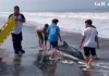 VIDEO: delfín es auxiliado por CONAP, pescadores y Bomberos Voluntarios en las playas de Champerico