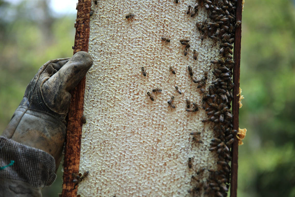 En el Día Mundial de las Abejas conozca las acciones para su resguardo y la sanidad apícola