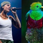 Foto La Hora: Redes Sociales / @justinbieber y @incrediblebirding