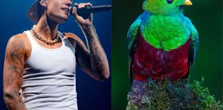 Foto La Hora: Redes Sociales / @justinbieber y @incrediblebirding