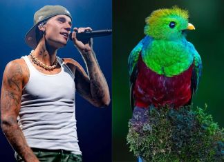 Foto La Hora: Redes Sociales / @justinbieber y @incrediblebirding