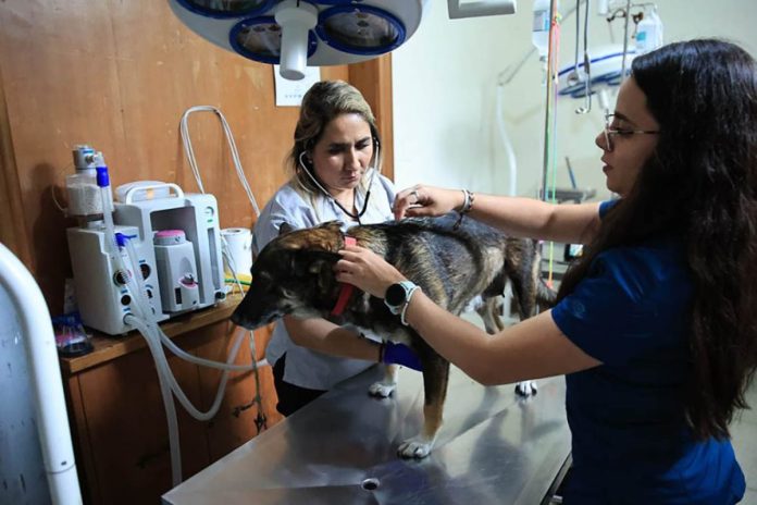 MAGA habilita puntos de atención para mascotas afectadas por Gusano Barrenador