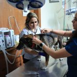 MAGA habilita puntos de atención para mascotas afectadas por Gusano Barrenador