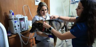 MAGA habilita puntos de atención para mascotas afectadas por Gusano Barrenador