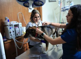 MAGA habilita puntos de atención para mascotas afectadas por Gusano Barrenador