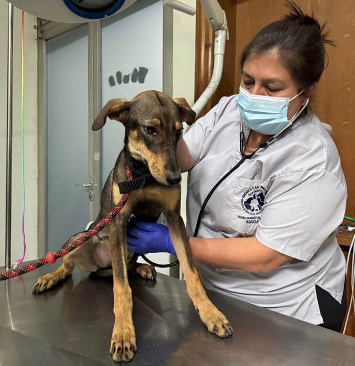 MAGA habilita puntos de atención para mascotas afectadas por Gusano Barrenador