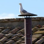 Durante el primer día del cónclave, una gaviota se posó sobre el tejado de la Capilla Sixtina, mientras los cardenales iniciaban la elección del nuevo Papa.