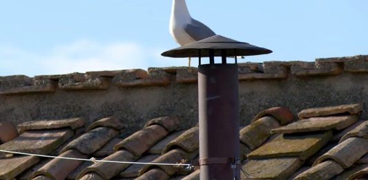 Durante el primer día del cónclave, una gaviota se posó sobre el tejado de la Capilla Sixtina, mientras los cardenales iniciaban la elección del nuevo Papa.