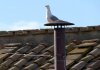 Durante el primer día del cónclave, una gaviota se posó sobre el tejado de la Capilla Sixtina, mientras los cardenales iniciaban la elección del nuevo Papa.