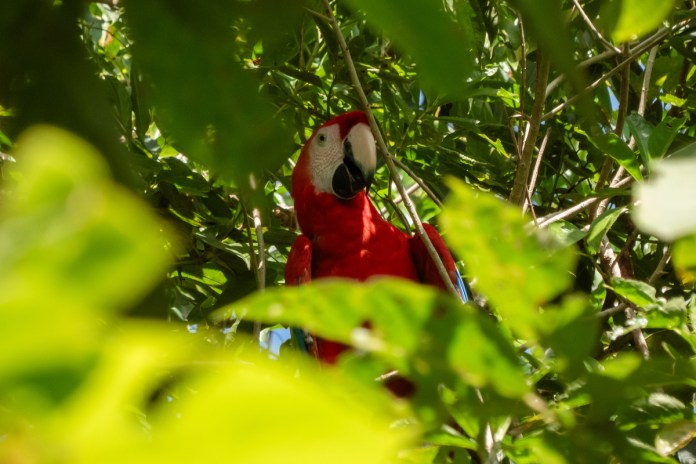 Guacamaya roja. Foto La Hora: Conap.