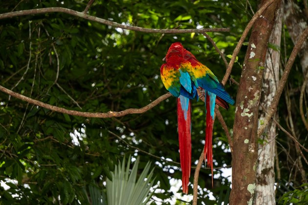 Guacamayas Rojas