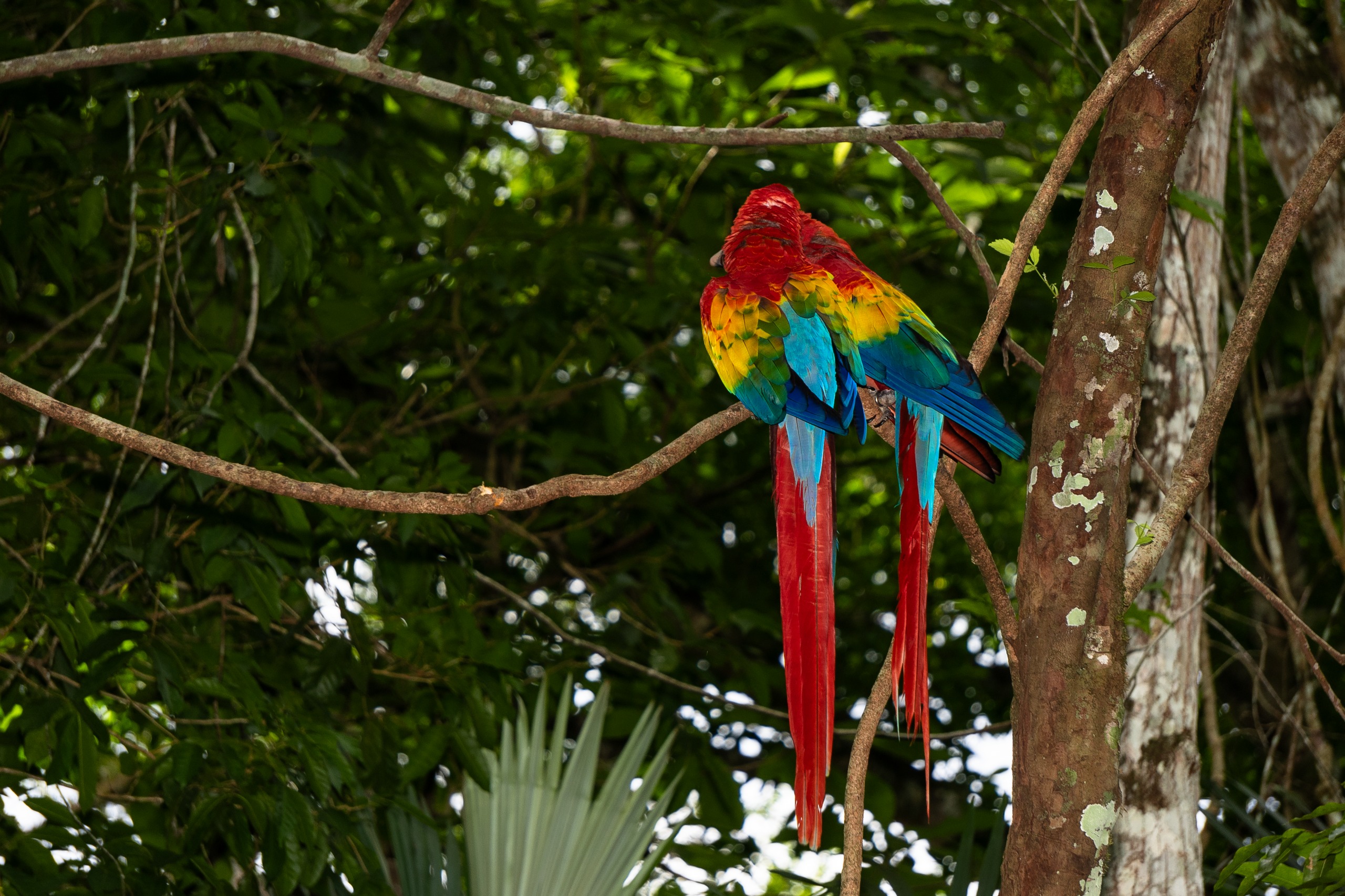 guacamayas rojas