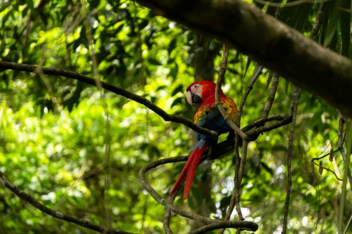Guacamayas rojas