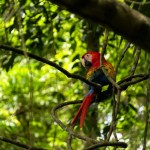Guacamayas rojas