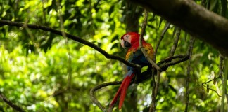 Guacamayas rojas