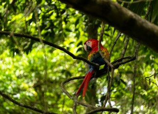 Guacamayas rojas