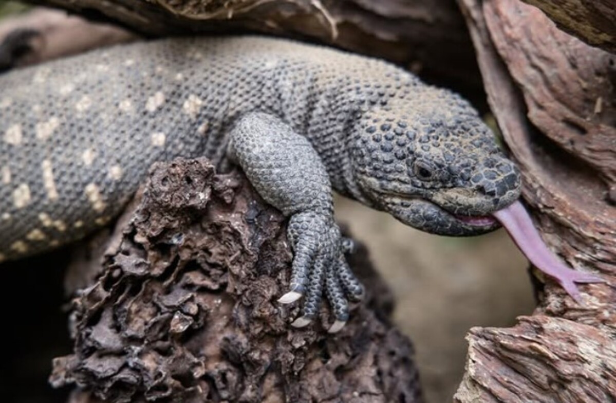 «El niño dormido»: mitos y datos claves del reptil endémico de Guatemala